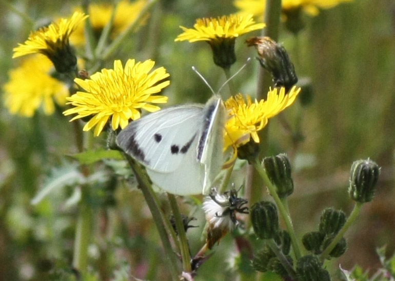 Identificazione - Pieris brassicae (maschio e femmina)