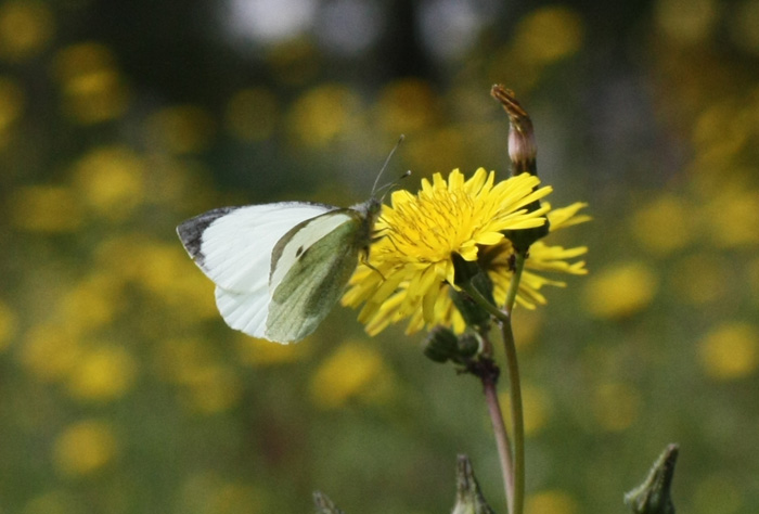 Identificazione - Pieris brassicae (maschio e femmina)