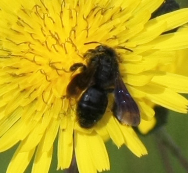 Andrena morio F (Apidae Andreninae)