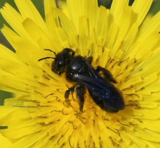 Andrena morio F (Apidae Andreninae)