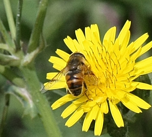 Identificazione
