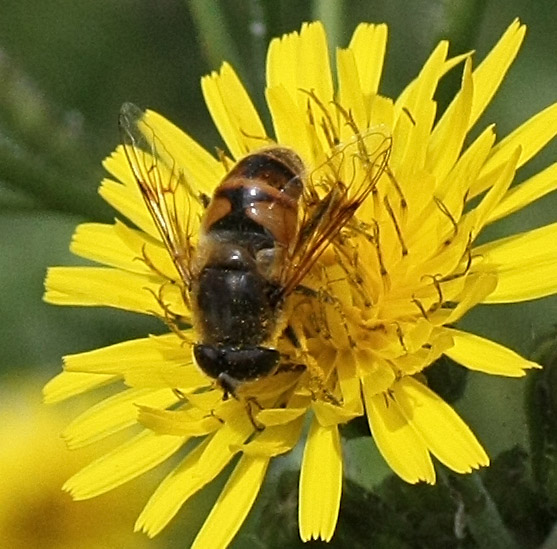 Identificazione