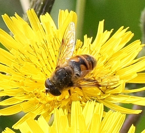 Identificazione