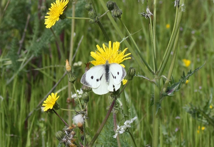 Identificazione - Pieris brassicae (maschio e femmina)