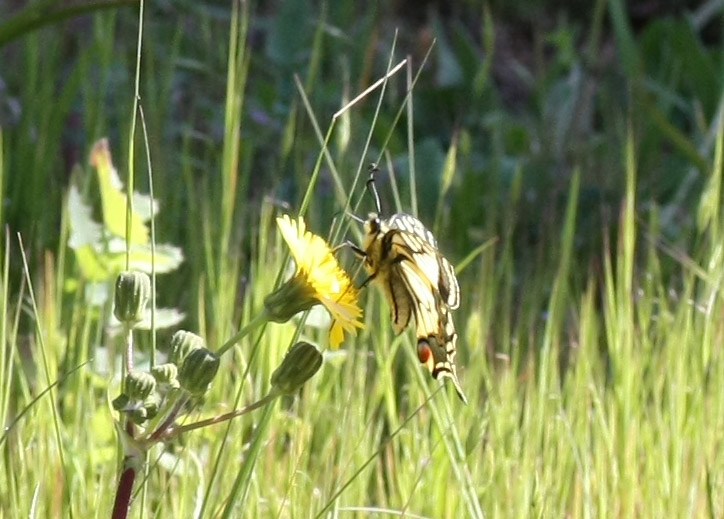 Papilio machaon