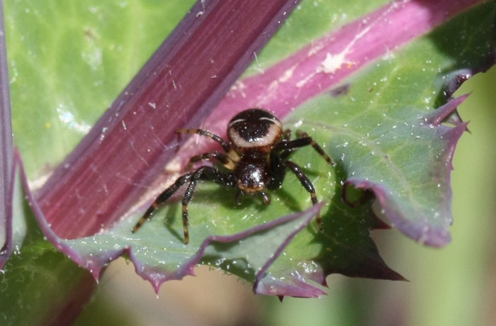 Synema globosum