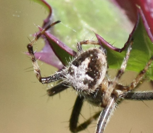 Agalenatea redii