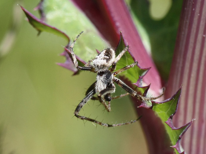 Agalenatea redii