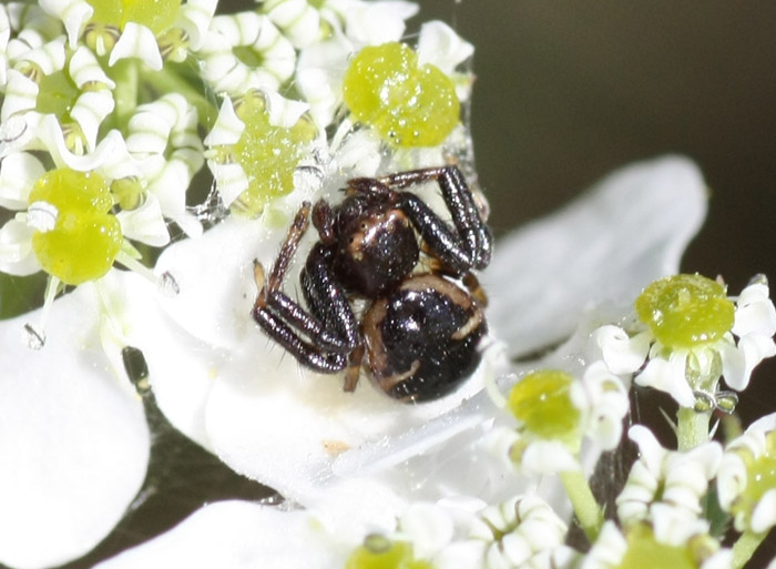 Synema globosum
