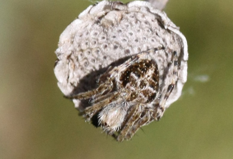 Agalenatea redii