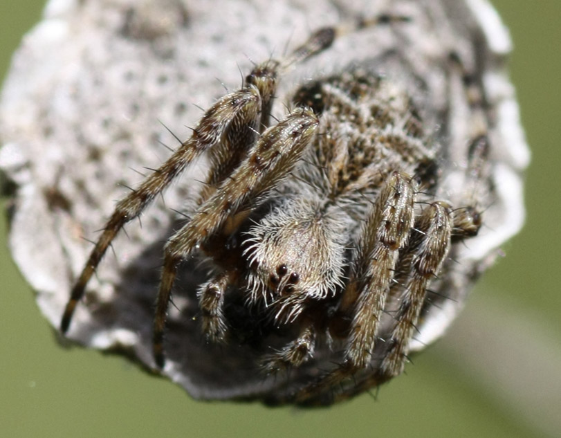 Agalenatea redii