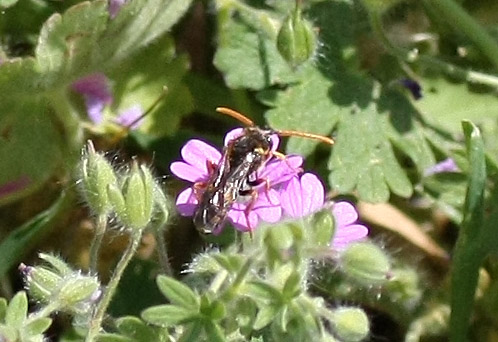 Nomada sp. (Apidae)
