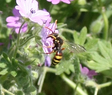 Nomada sp. (Apidae)