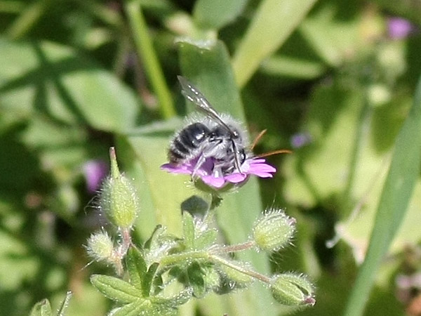Andrena sp.