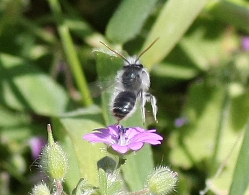 Andrena sp.