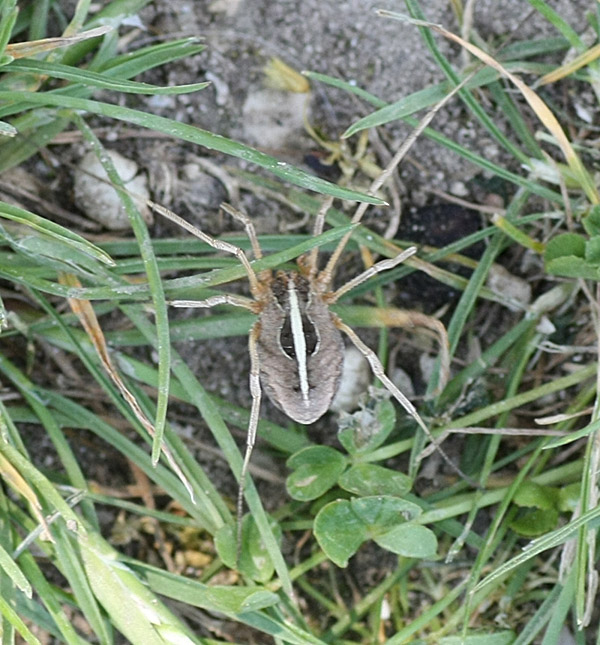 cf. Metaphalangium sp. da Matera