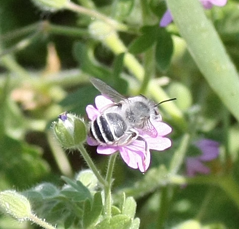 Andrena sp.