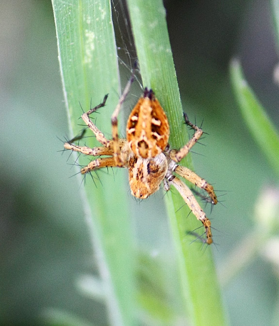 Oxyopes sp.