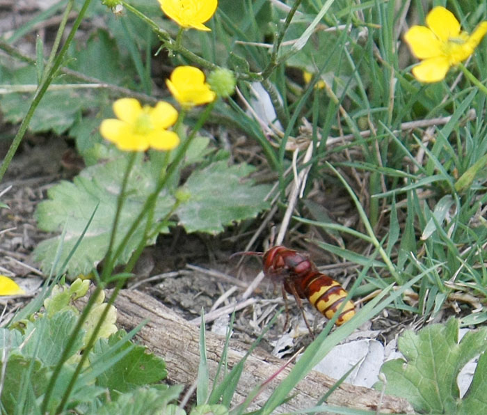 Vespa crabro in volo