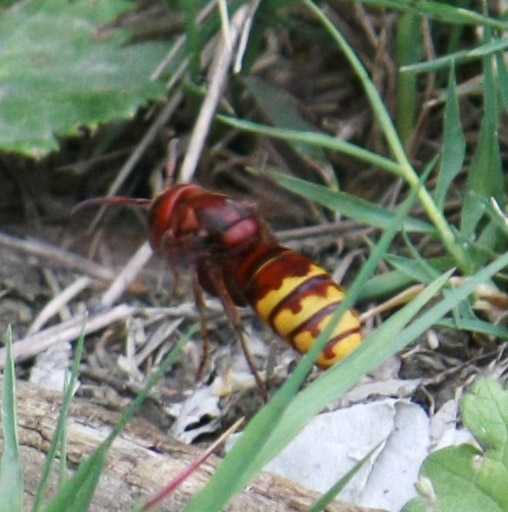 Vespa crabro in volo
