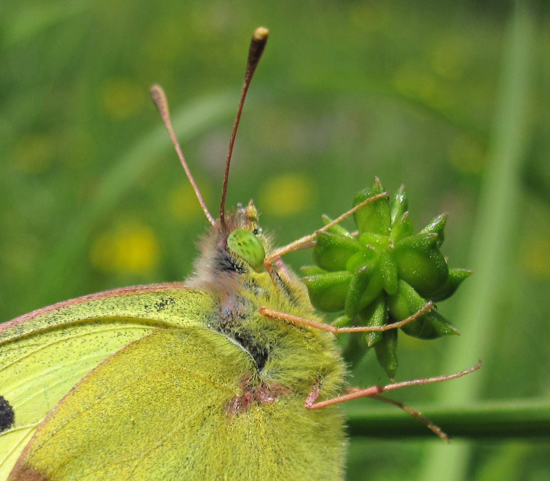 Colias crocea (in intimit)