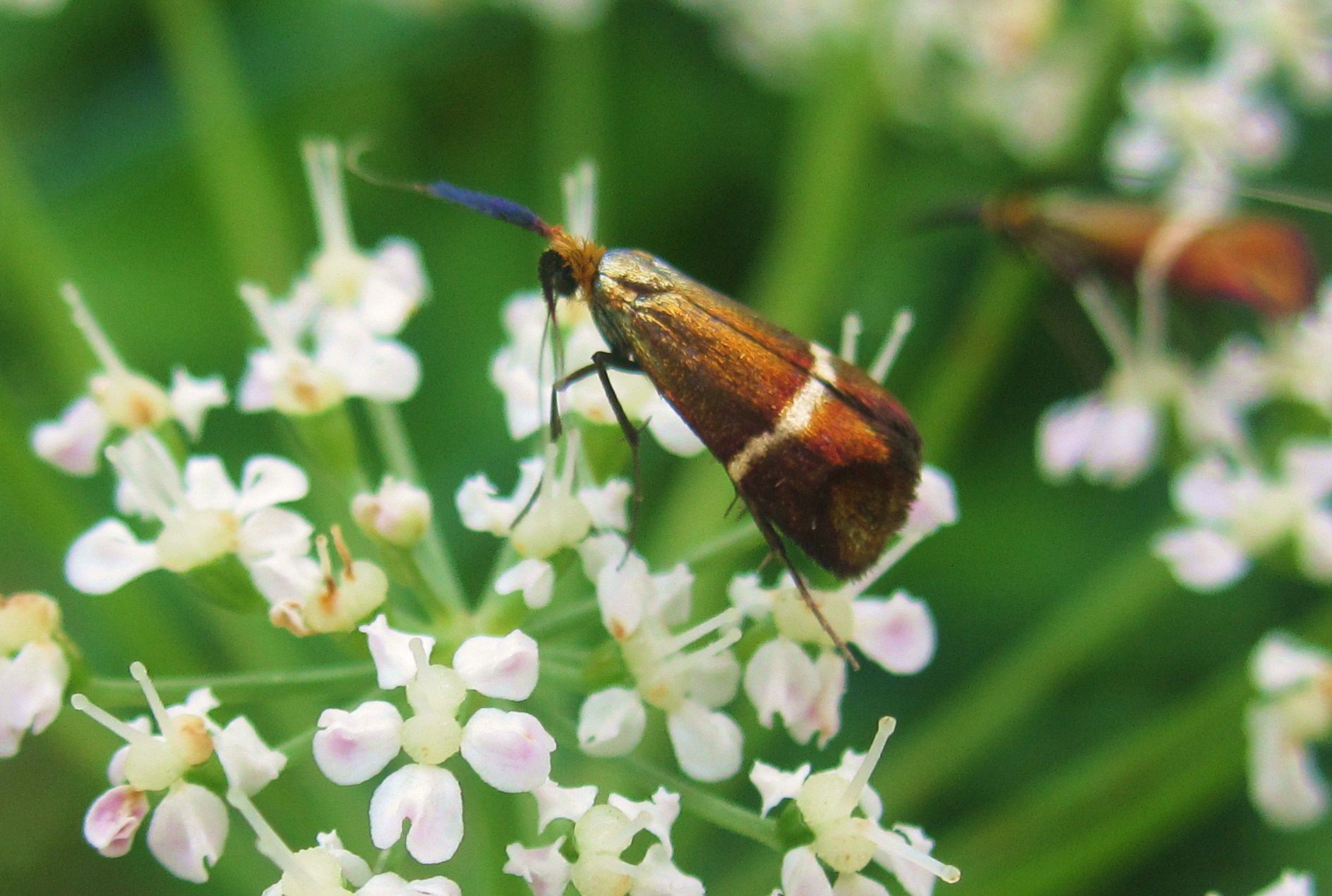 Nemophora cfr. degeerella (Adelidae)