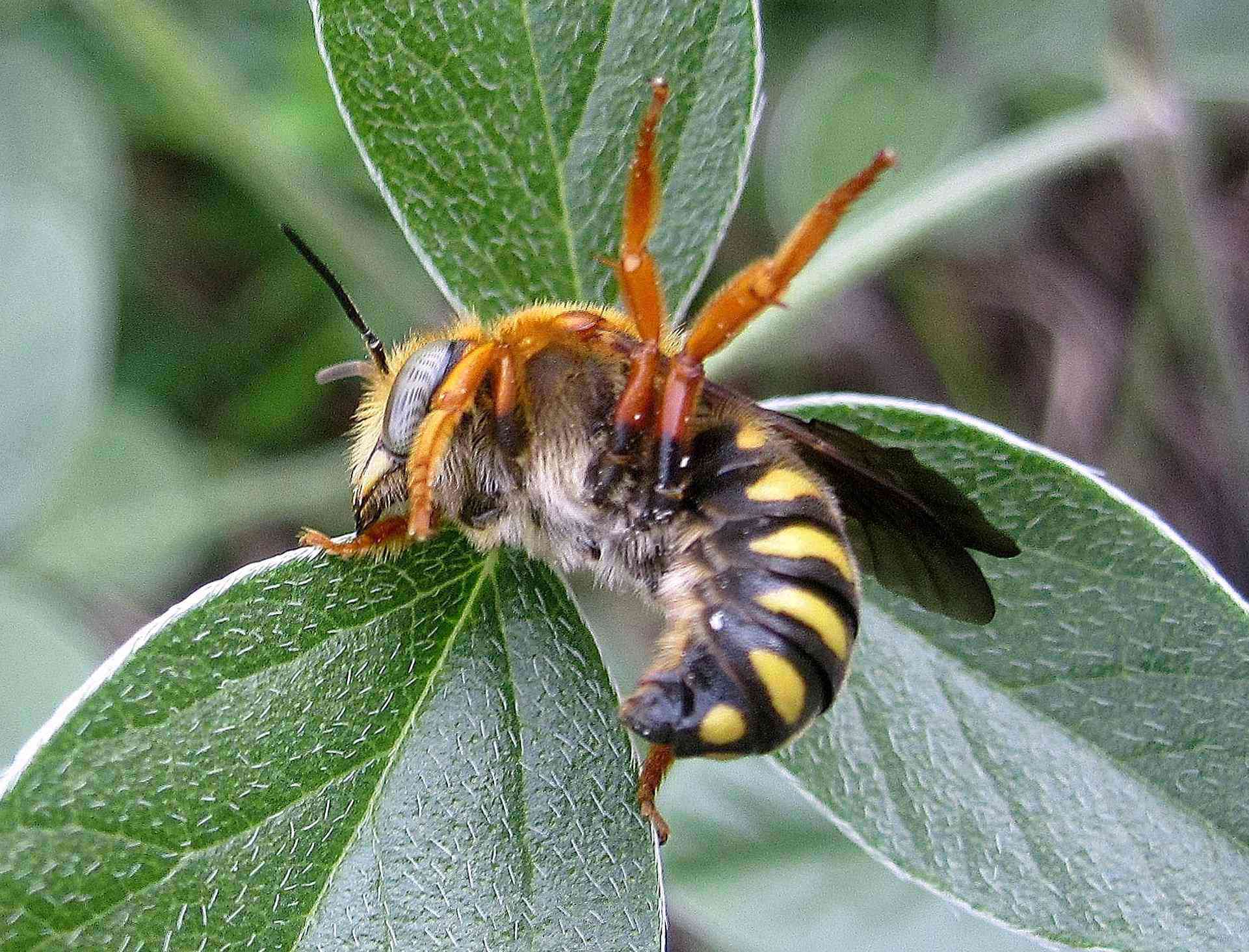 Rhodanthidium septemdentatum (Apidae Megachilinae)