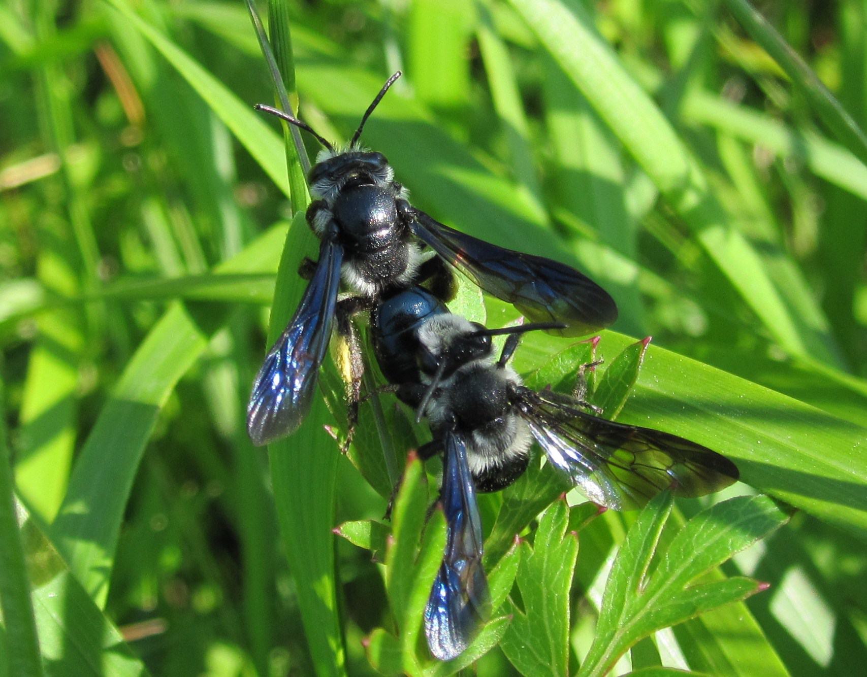 Andrena agilissima ♂ e ♀ (Apidae Andreninae)