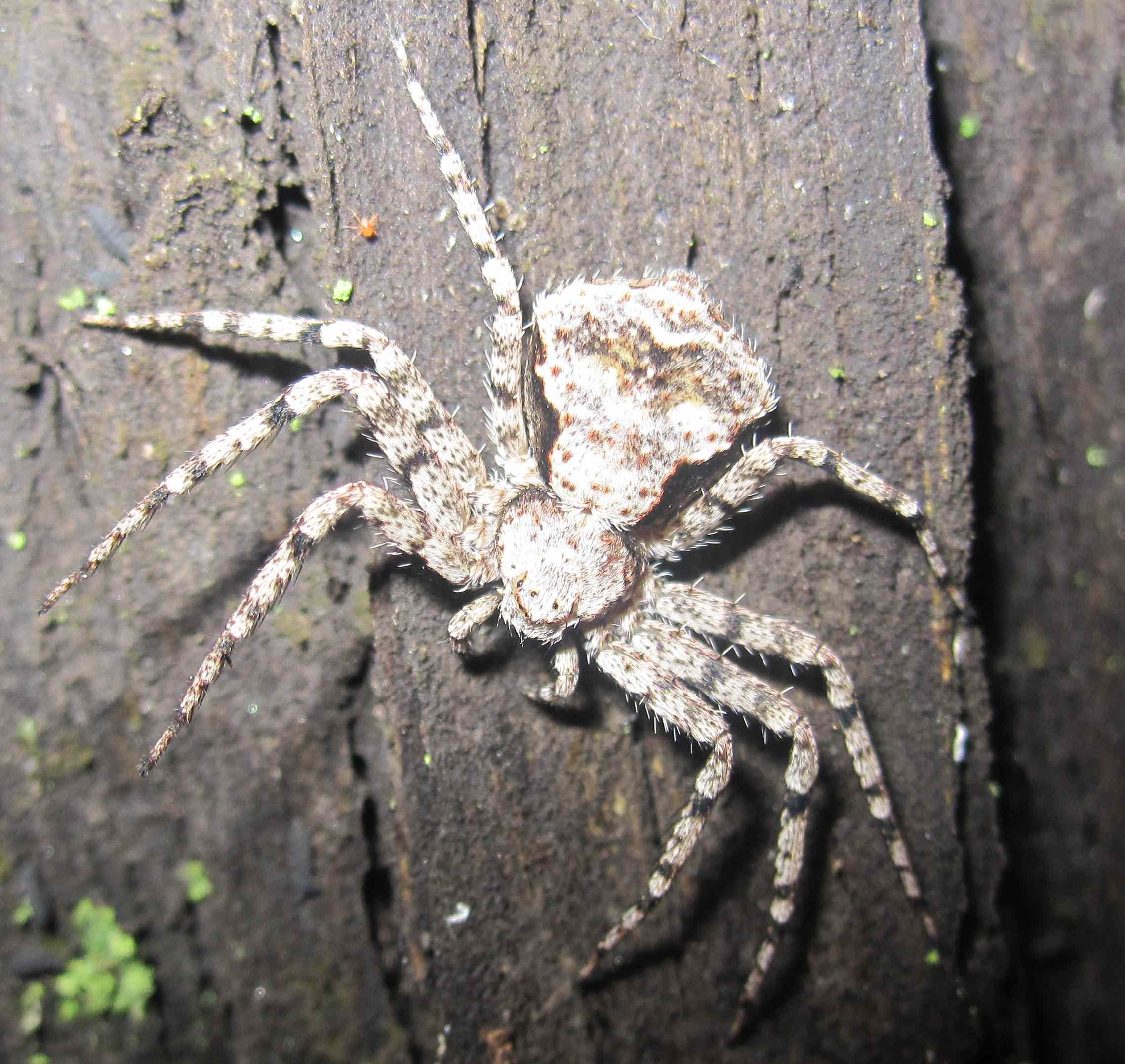 Philodromus margaritatus