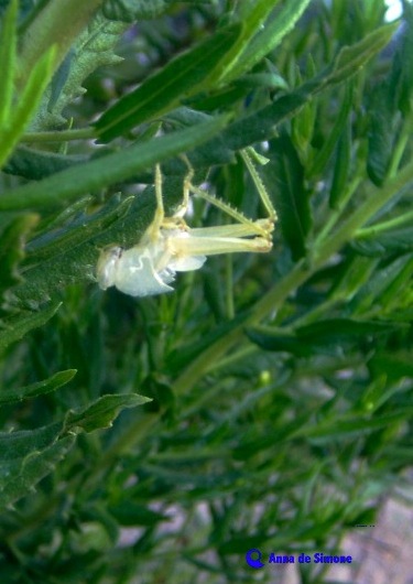 Esuvia di Anacridium aegyptium