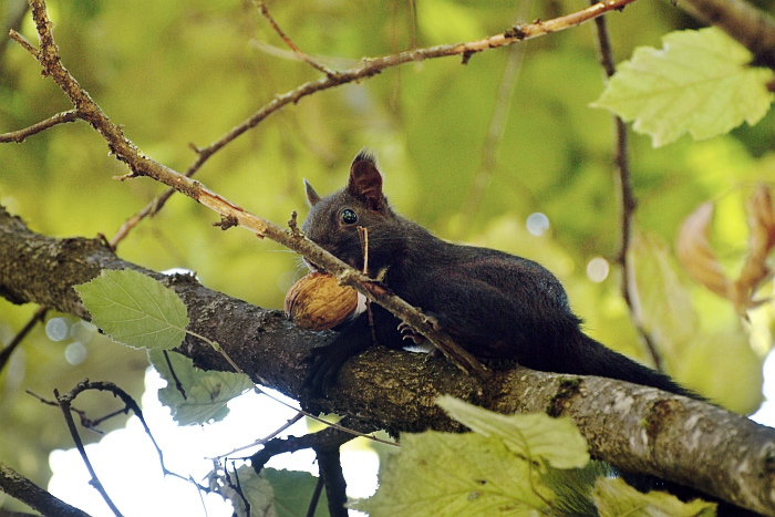 scoiattolo controluce:consigli