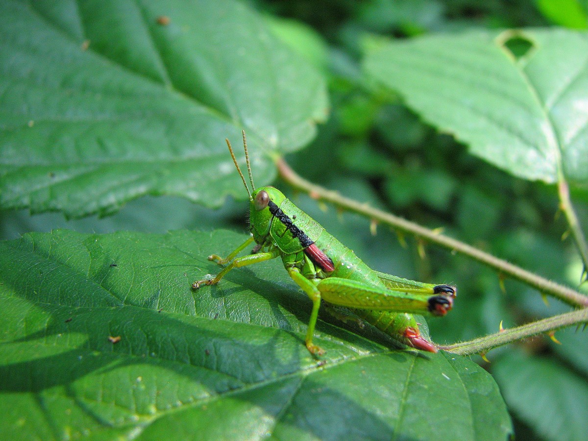 Odontopodisma cfr. decipiens insubrica