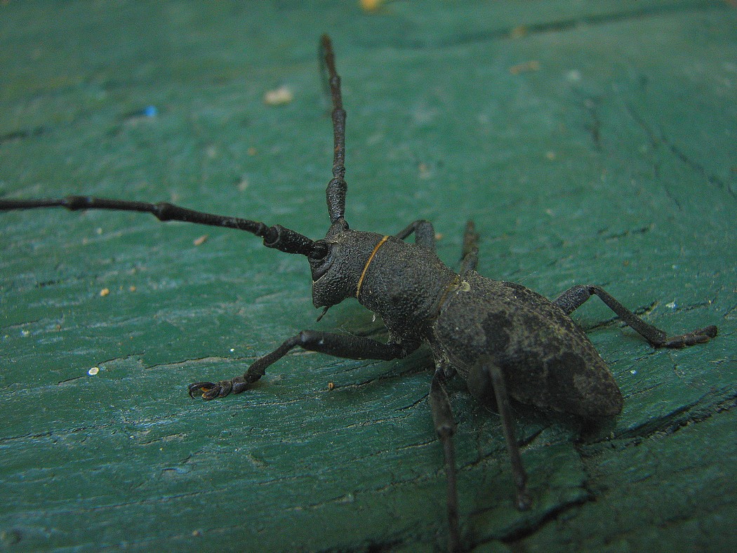 Svariati coleotteri da identificare