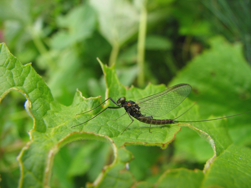 Heptageniidae nel Parco del Ticino