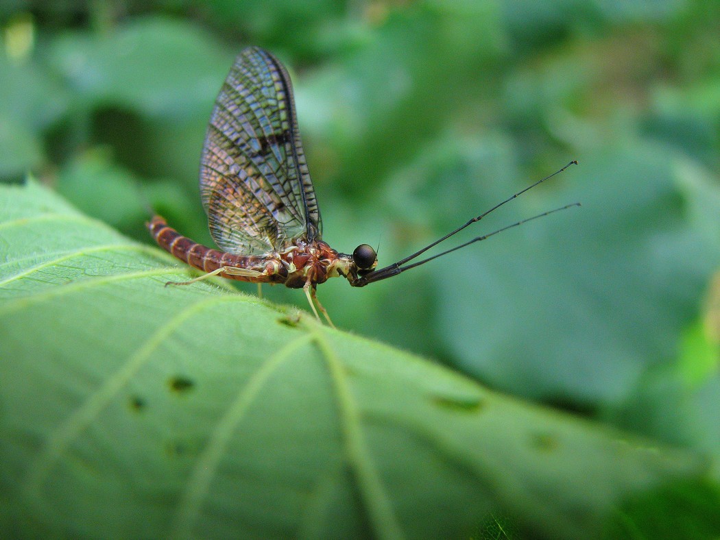 Heptageniidae nel Parco del Ticino