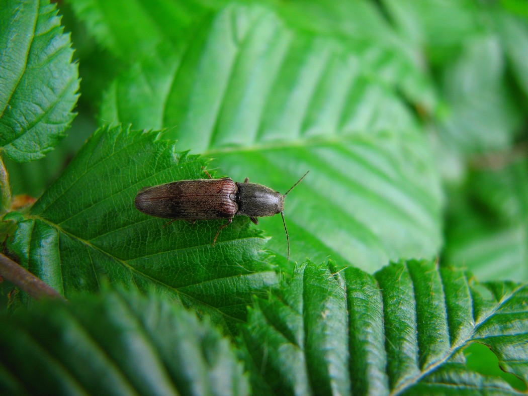 Svariati coleotteri da identificare