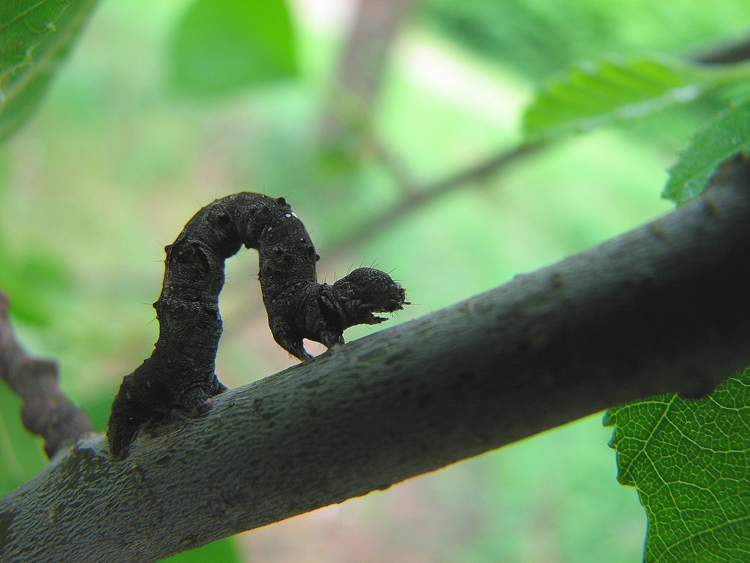 Lepidotteri da identificare nel Parco del Ticino