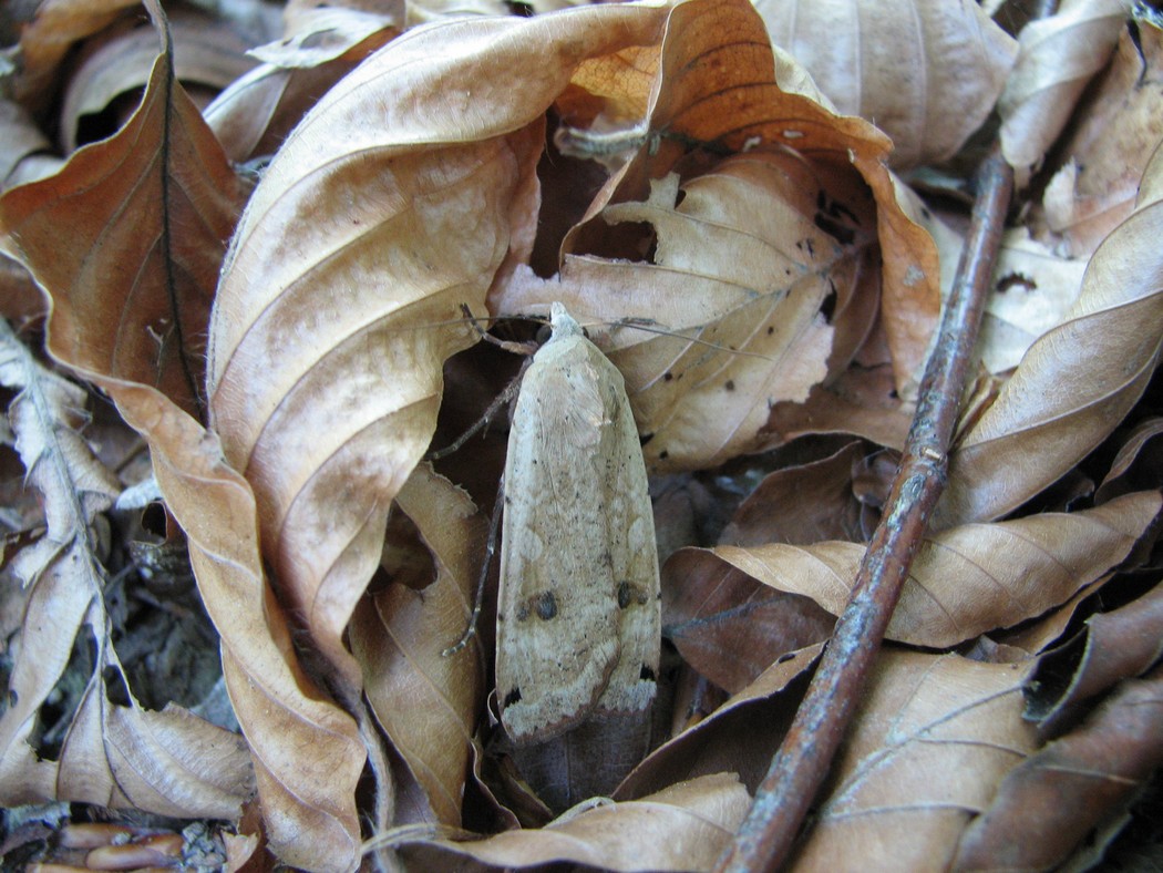 Lepidotteri da identificare nel Parco del Ticino