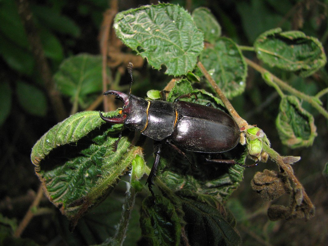 Svariati coleotteri da identificare