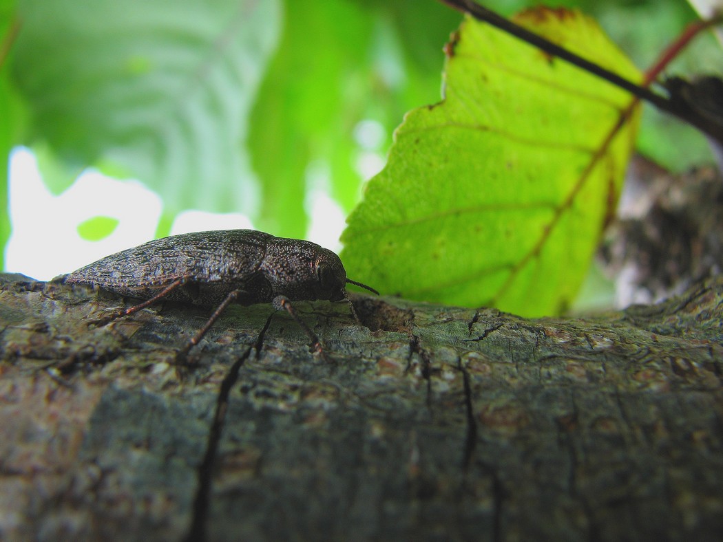 Svariati coleotteri da identificare