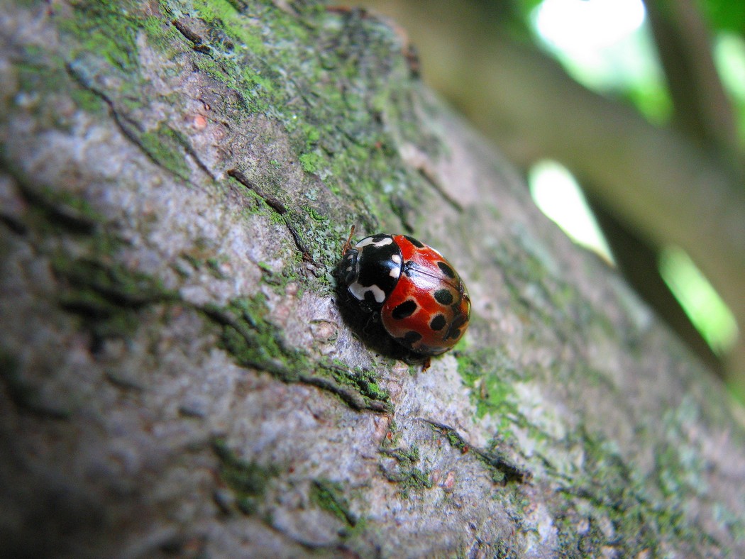 Svariati coleotteri da identificare