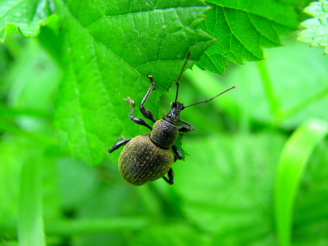 Svariati coleotteri da identificare