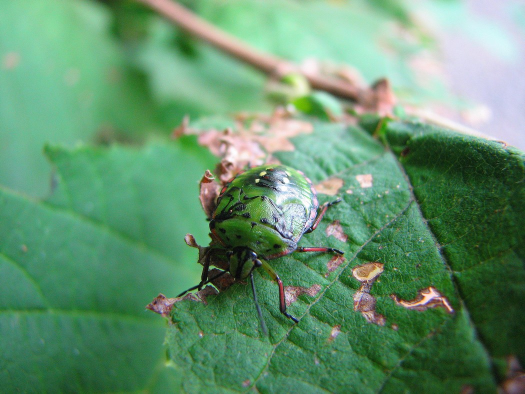 Nuovi insetti da identificare al Parco del Ticino