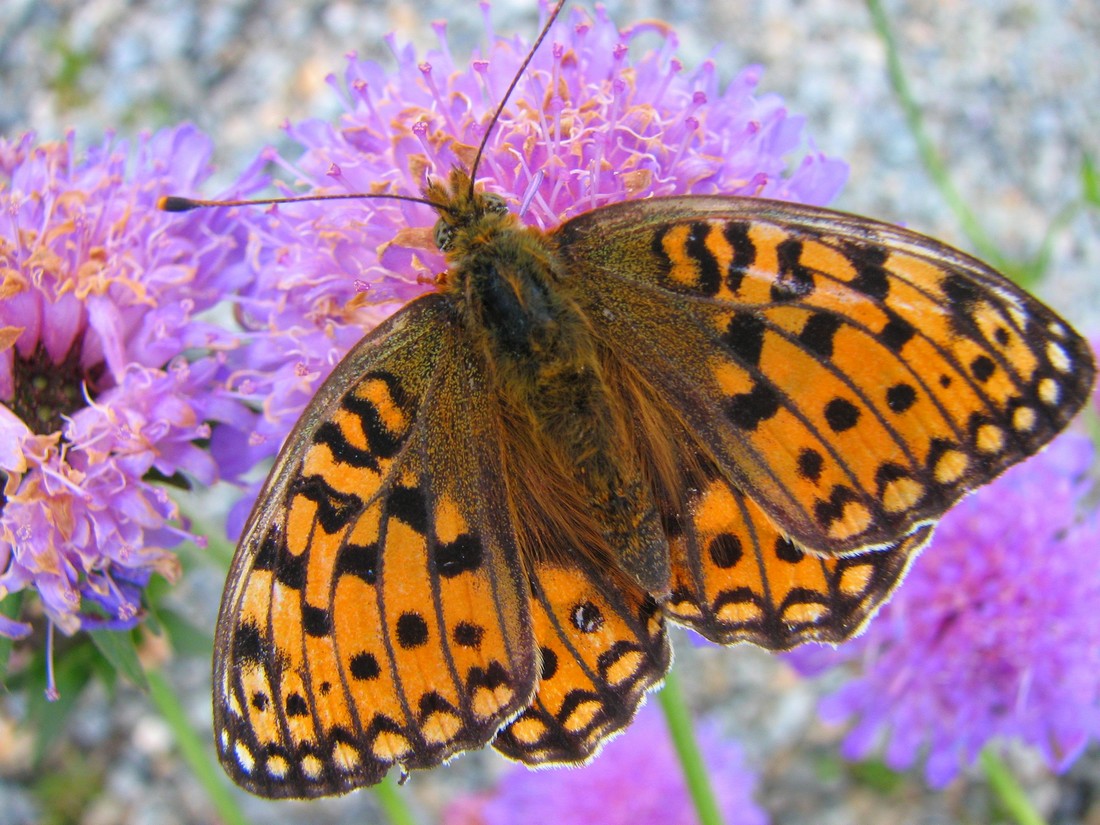 Lepidotteri da identificare nel Parco del Ticino