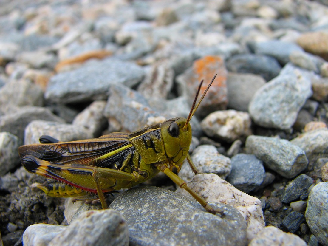 Odontopodisma cfr. decipiens insubrica