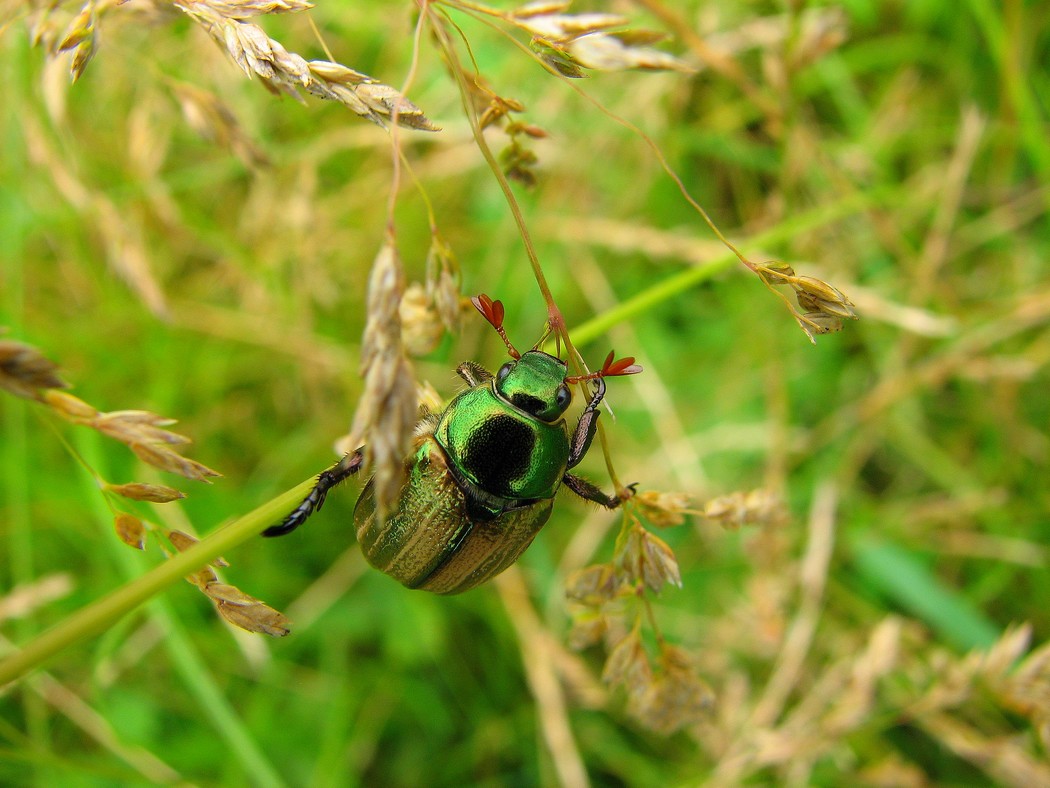 Svariati coleotteri da identificare