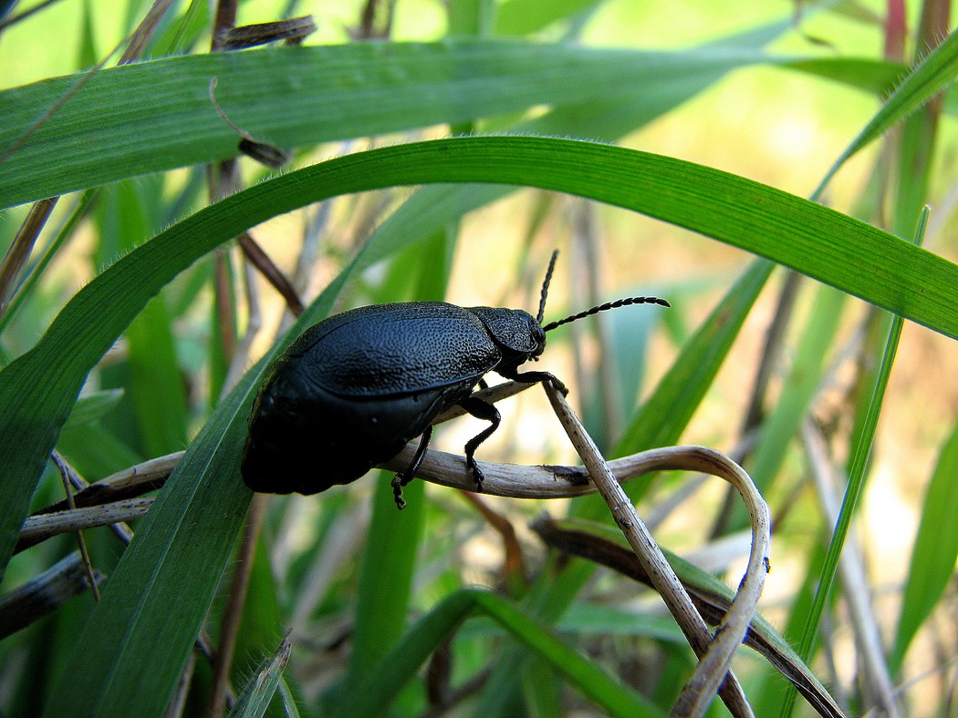 Svariati coleotteri da identificare