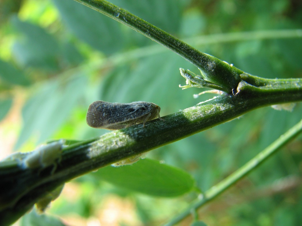 Nuovi insetti da identificare al Parco del Ticino
