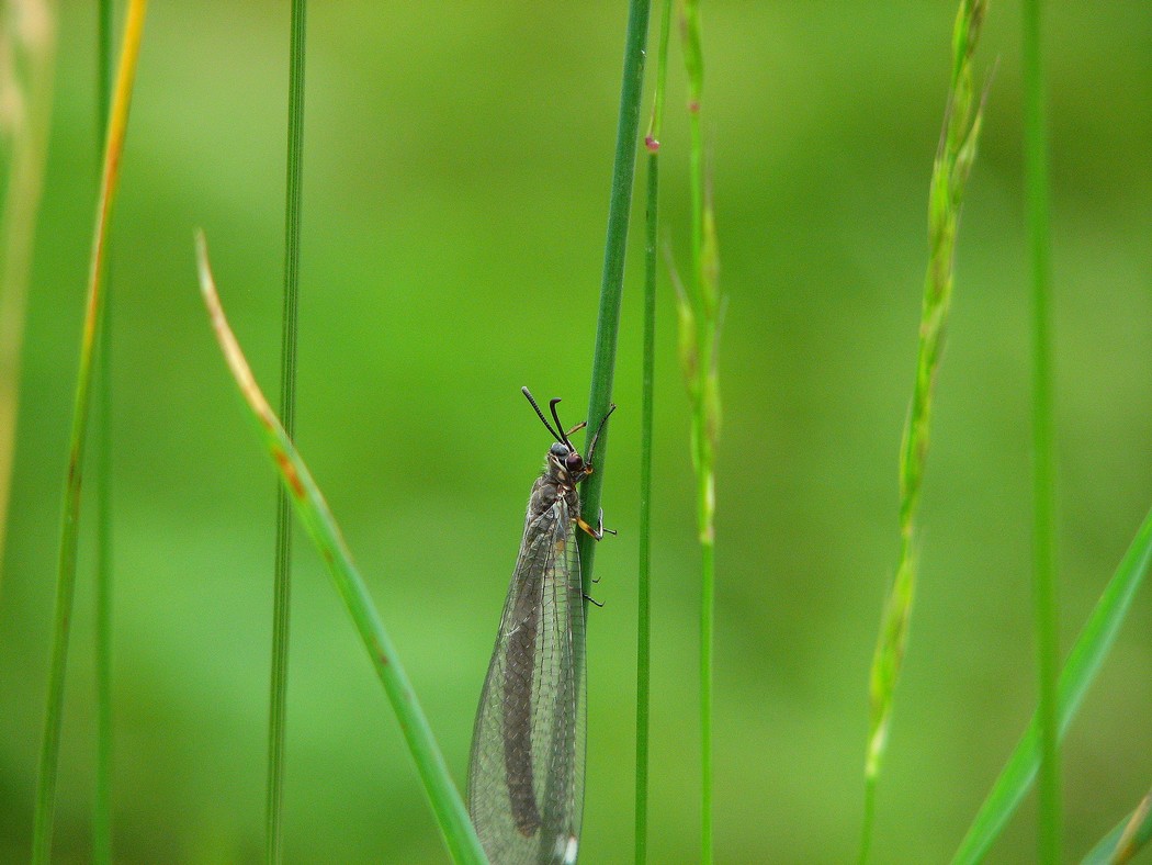 Myrmeleon formicarius