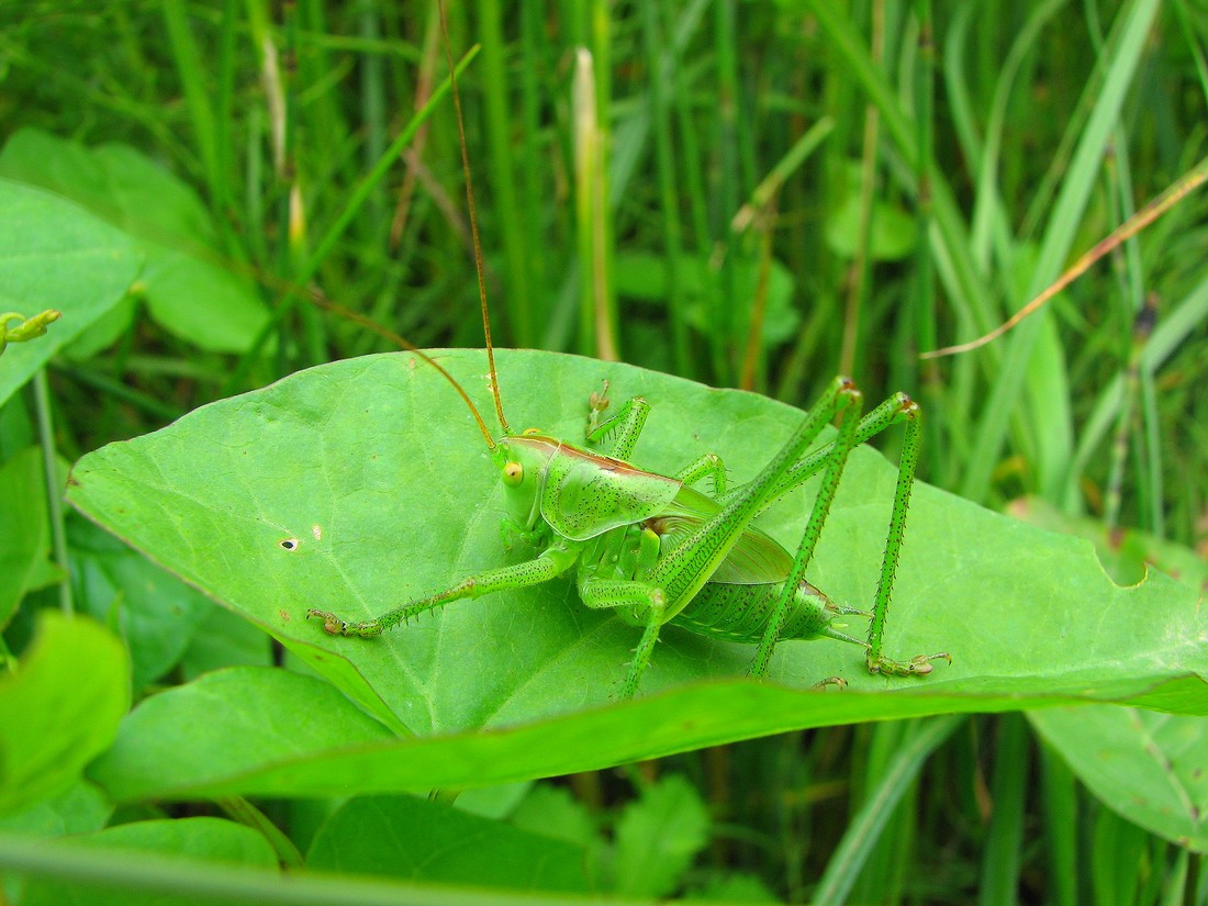 Odontopodisma cfr. decipiens insubrica